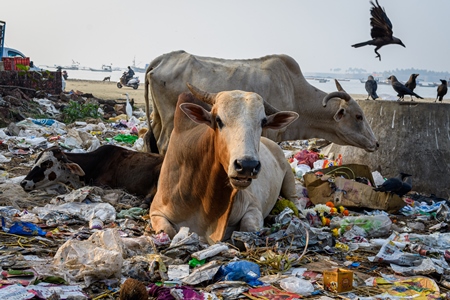 Indian street cows eating garbage on garbage dump on beach in Malvan, Maharashtra, India, 2022