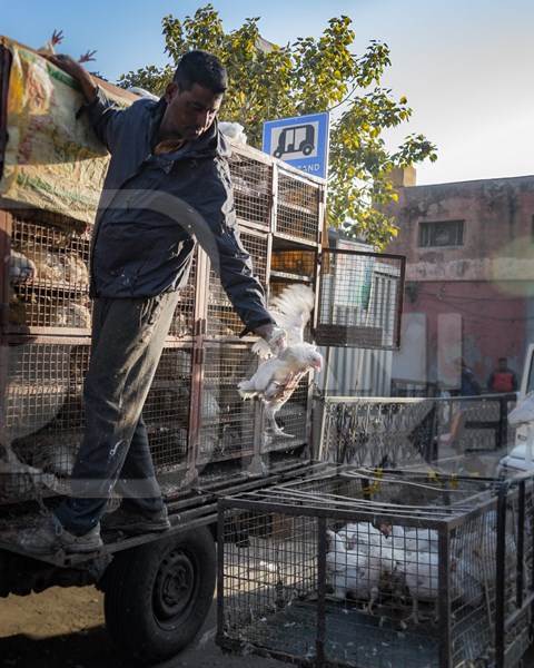 Indian broiler chickens thrown from a transport truck into smaller cages at a small chicken poultry market in Jaipur, India, 2022