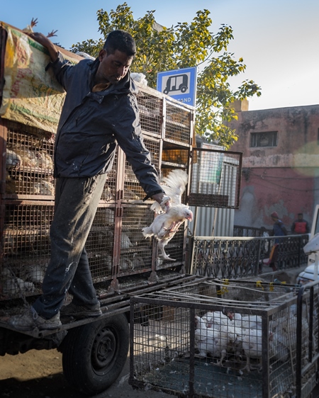 Indian broiler chickens thrown from a transport truck into smaller cages at a small chicken poultry market in Jaipur, India, 2022