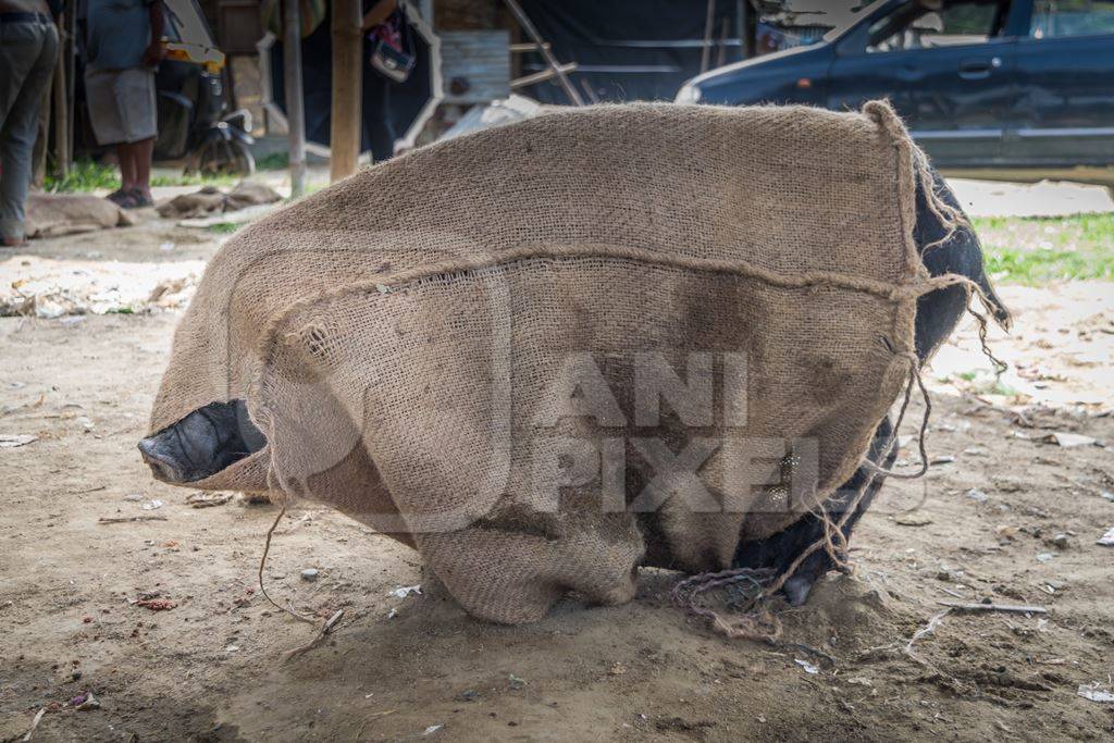 Pig tied up in sack on sale for meat at the weekly animal market