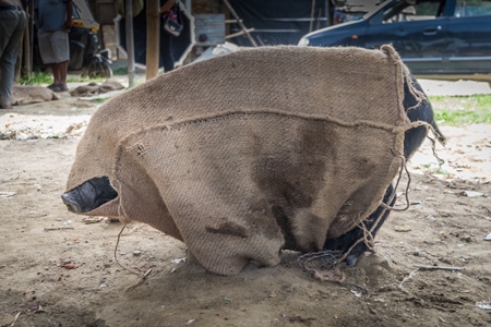 Pig tied up in sack on sale for meat at the weekly animal market