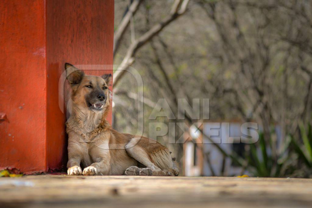 Stray indian street dog lying next to a small temple on a hill in an urban city in Maharashtra