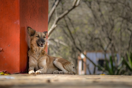 Stray indian street dog lying next to a small temple on a hill in an urban city in Maharashtra