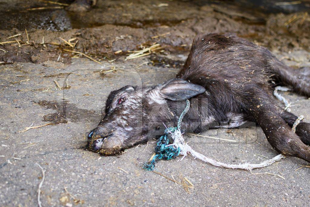 Dead Indian buffalo calf lying on the ground on an urban dairy farm or tabela, Aarey milk colony, Mumbai, India, 2023