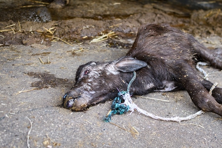 Dead Indian buffalo calf lying on the ground on an urban dairy farm or tabela, Aarey milk colony, Mumbai, India, 2023