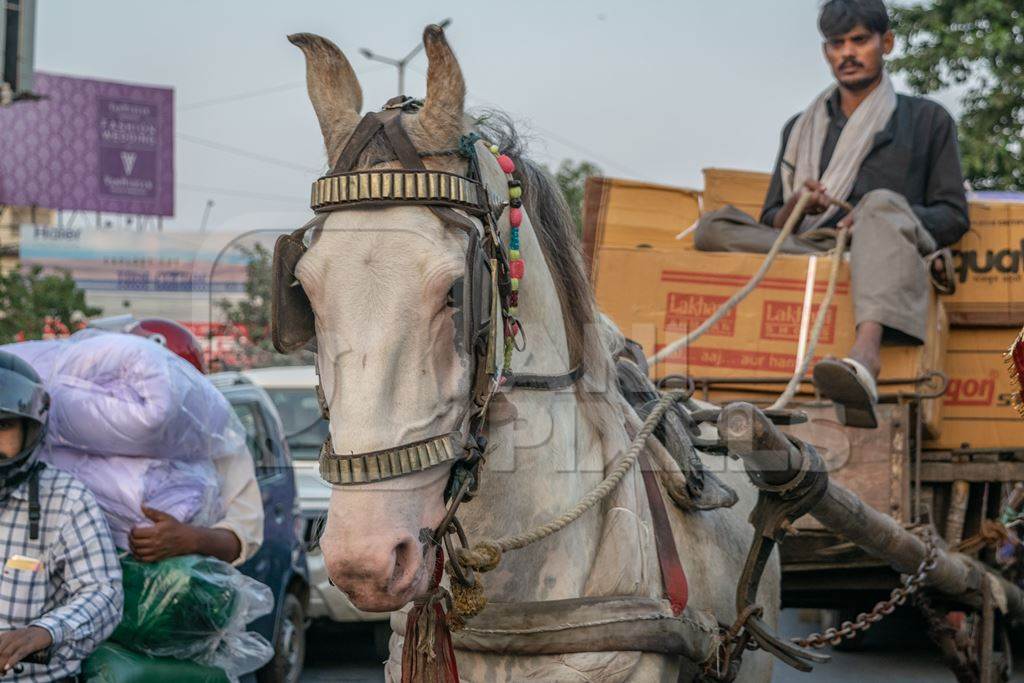 Working horse used for labour on the road in busy traffic pulling loaded cart with man in Bihar, India