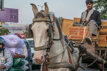 Working horse used for labour on the road in busy traffic pulling loaded cart with man in Bihar, India