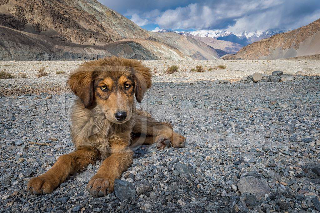Fluffy brown stray puppy in the mountains of Ladakh with blue sky in the Himalayas