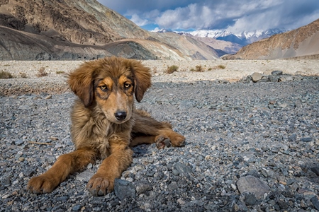 Fluffy brown stray puppy in the mountains of Ladakh with blue sky in the Himalayas