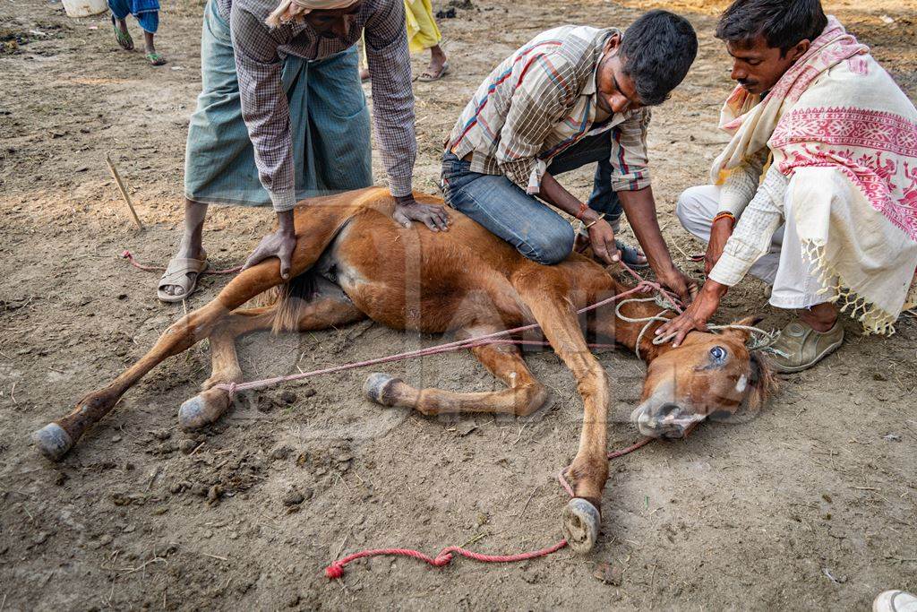 Small horse or pony tied up and held on ground by men at Sonepur cattle fair or mela, Bihar, India, 2017