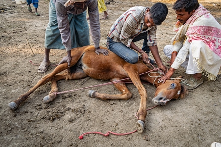 Small horse or pony tied up and held on ground by men at Sonepur cattle fair or mela, Bihar, India, 2017