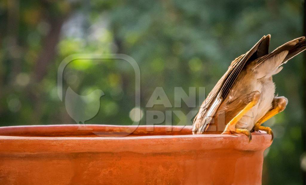 Small sparrow bird drinking from water bowl