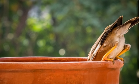 Small sparrow bird drinking from water bowl