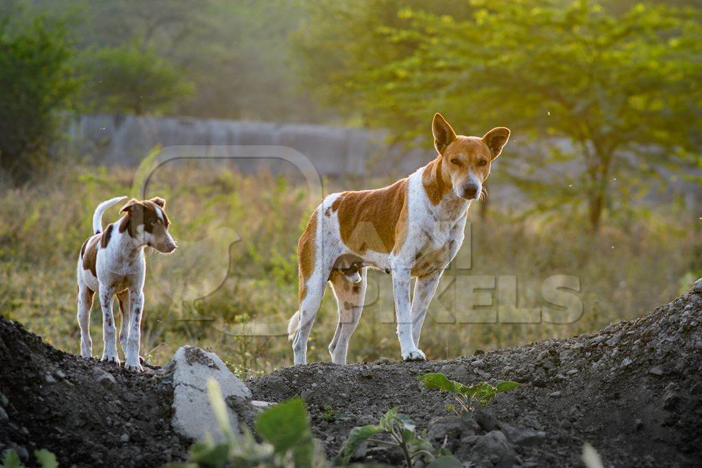 Indian street or stray pariah dogs in urban city in Maharashtra, India, 2022