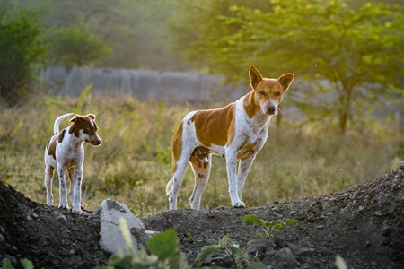 Indian street or stray pariah dogs in urban city in Maharashtra, India, 2022