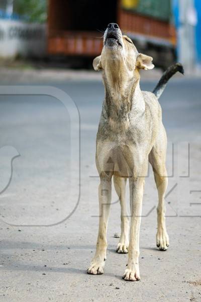 Stray street dog on road barking or howling in urban city