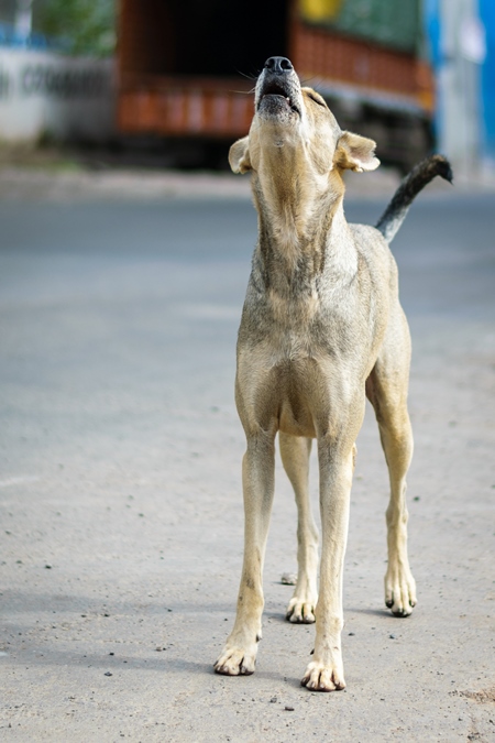 Stray street dog on road barking or howling in urban city