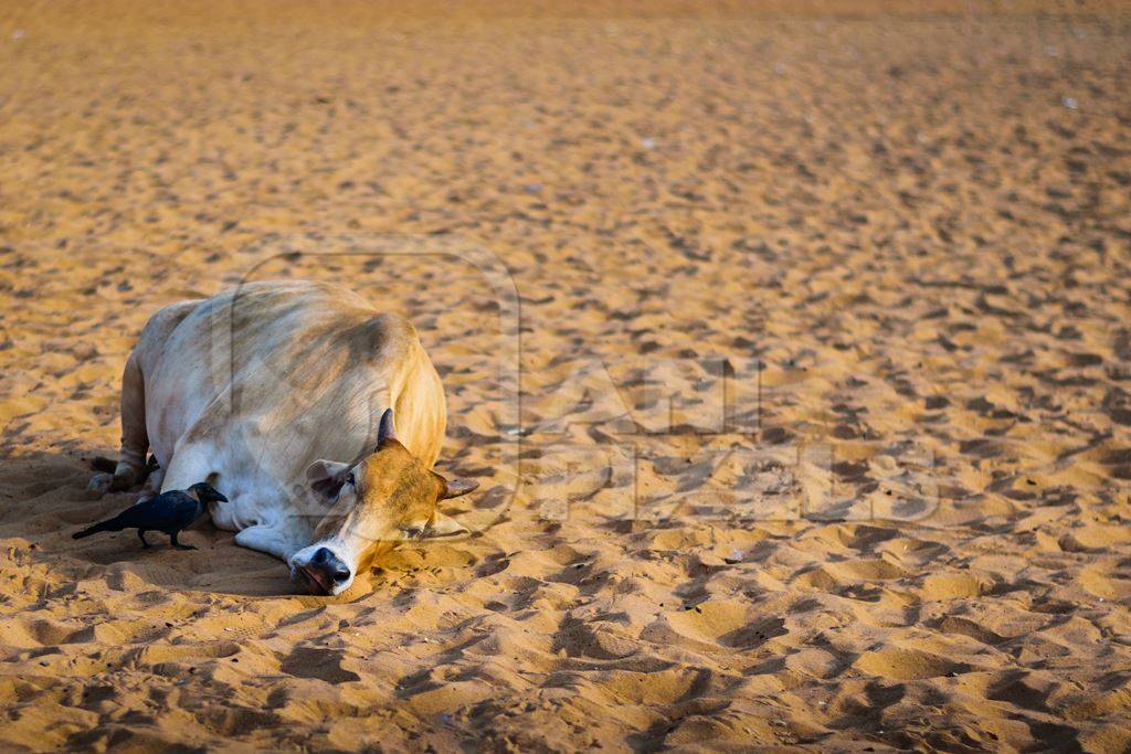 Sleeping street cow on beach in Goa in India