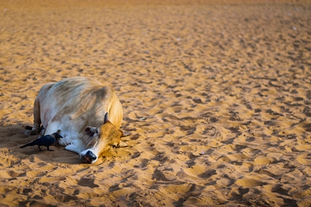 Sleeping street cow on beach in Goa in India