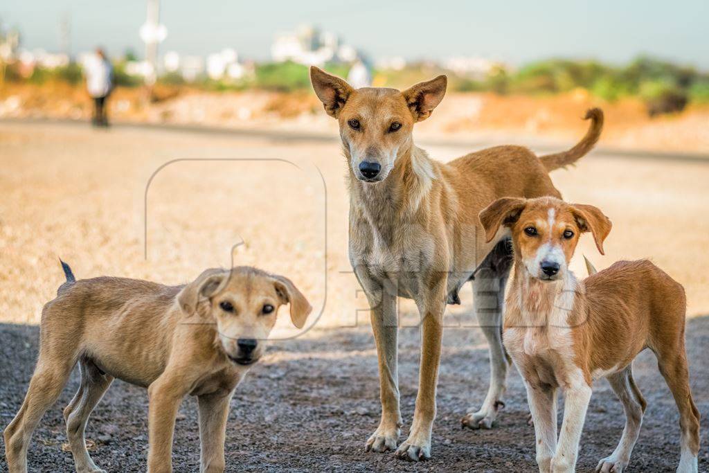 Mother street dog with litter of puppies in the city