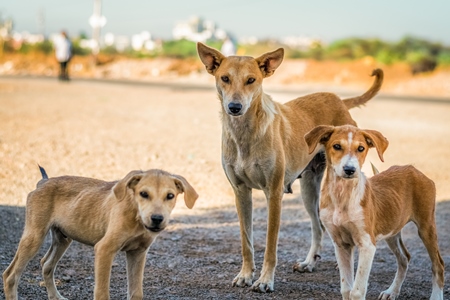 Mother street dog with litter of puppies in the city