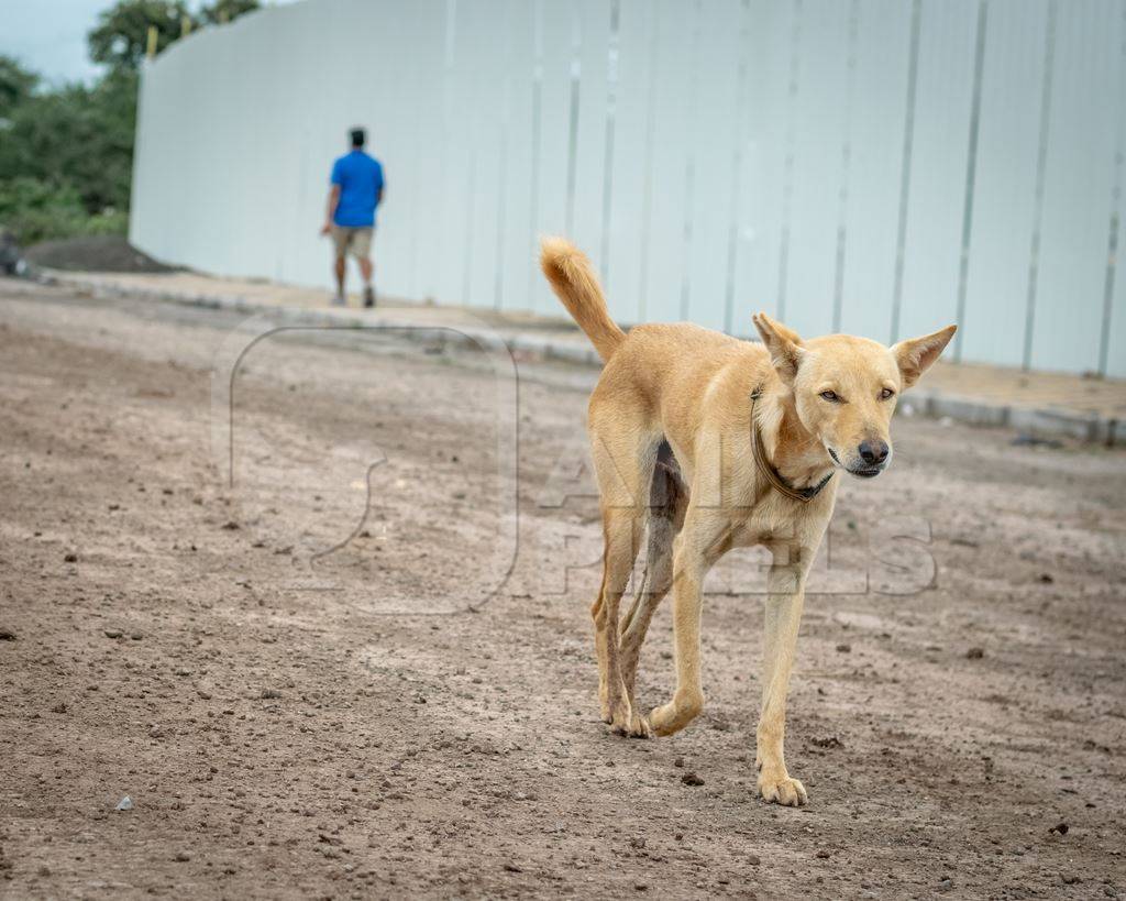 Indian street or stray dog on the road in the urban city of Pune, India