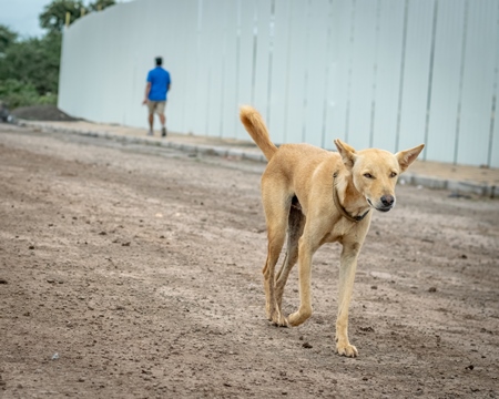 Indian street or stray dog on the road in the urban city of Pune, India