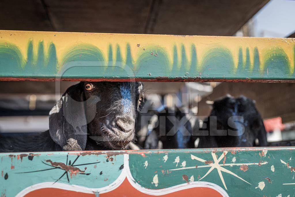 Indian goats stare out of a transport truck at Chakan Goat and Sheep market, Maharashtra, India, 2024