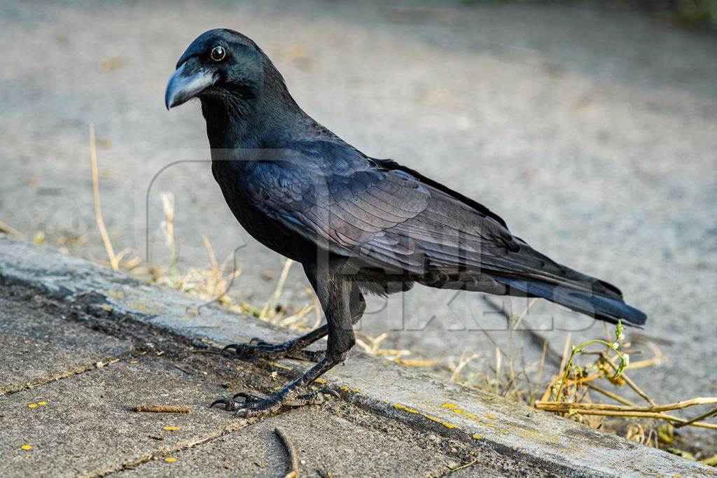 Indian jungle crow corvus culminatus urban bird on road in city of Pune, Maharashtra, India, 2021