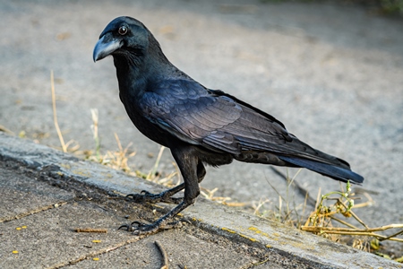 Indian jungle crow corvus culminatus urban bird on road in city of Pune, Maharashtra, India, 2021