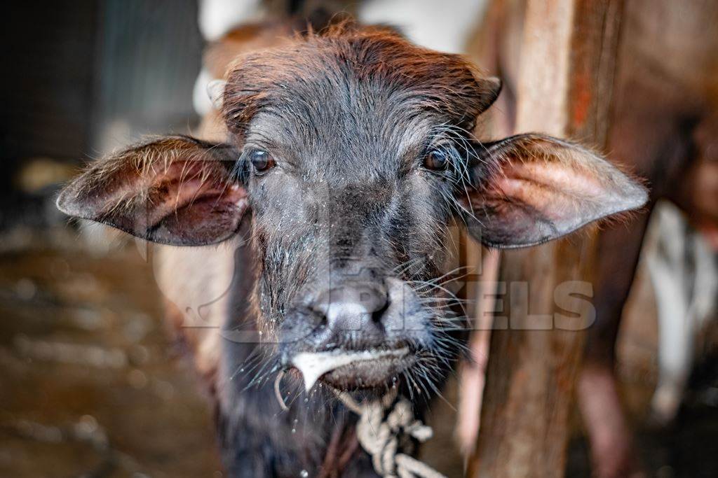 Sick looking farmed buffalo calf tied up in an urban dairy