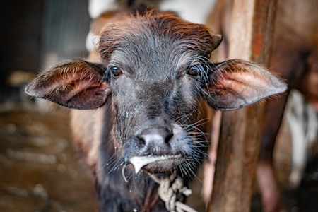 Sick looking farmed buffalo calf tied up in an urban dairy