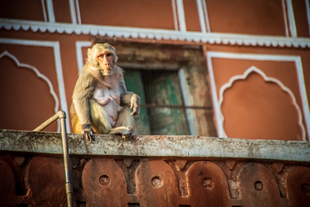 Macaque monkey sitting on orange wall at Amber fort and palace near Jaipur in Rajasthan, India