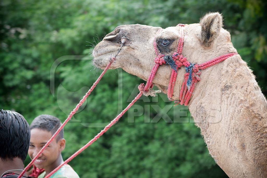 Camel in harness used for animal rides in city with green background