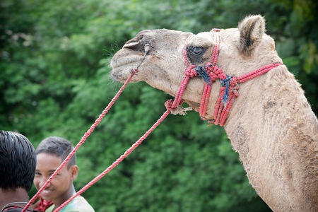 Camel in harness used for animal rides in city with green background