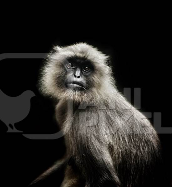 Portrait of an Indian langur monkey with dark black background