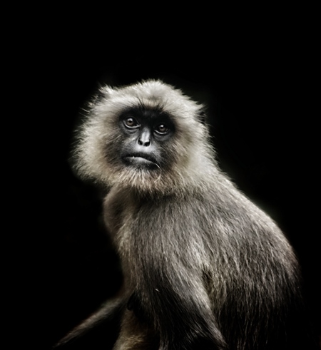 Portrait of an Indian langur monkey with dark black background