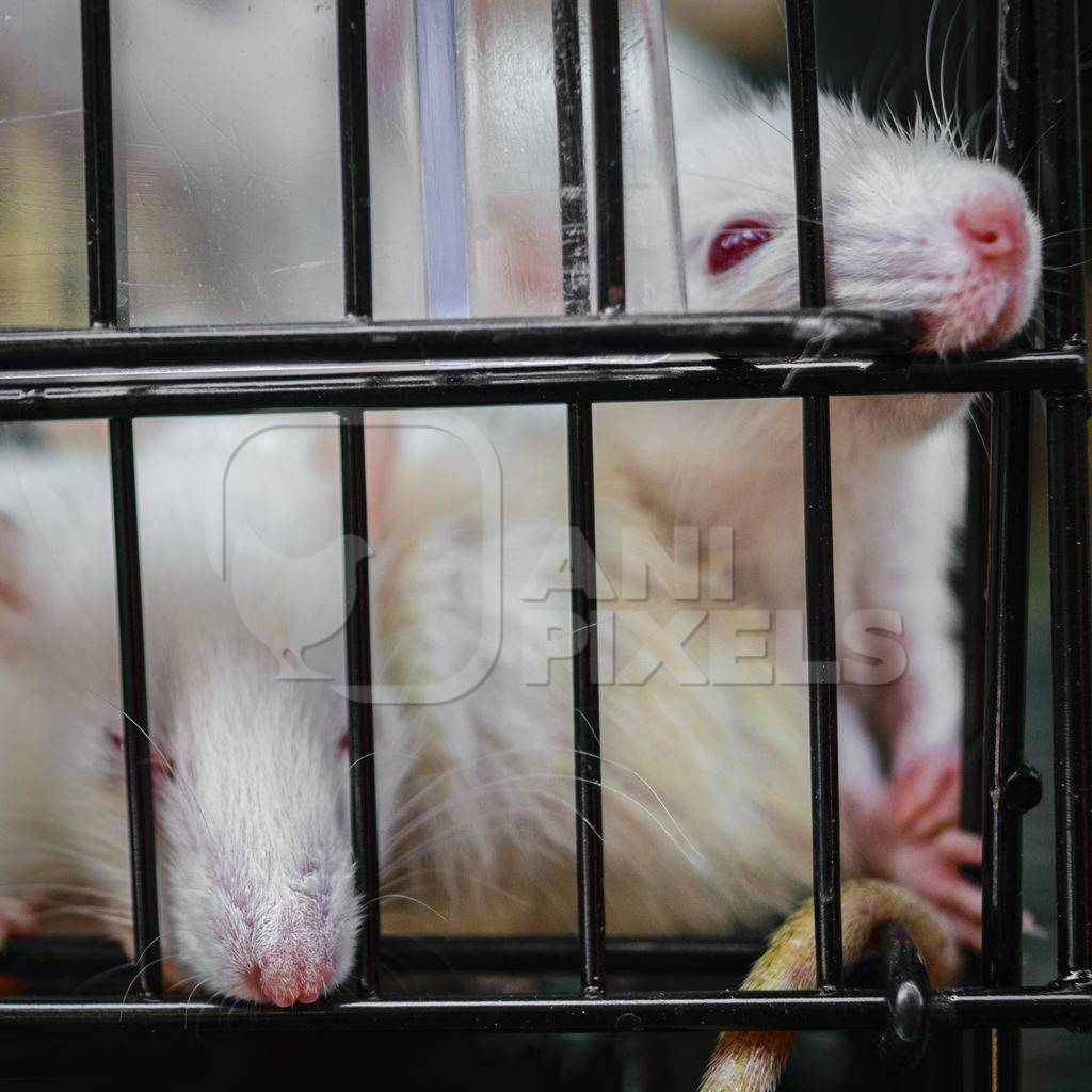 White pet rats or mice in cage on sale at Crawford pet market