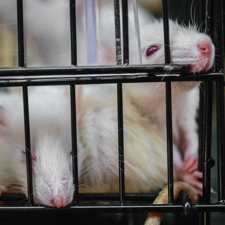 White pet rats or mice in cage on sale at Crawford pet market