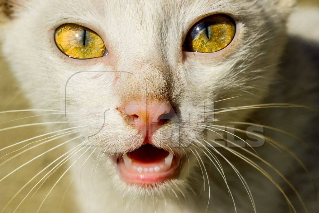 Close up of face of white cat with yellow eyes