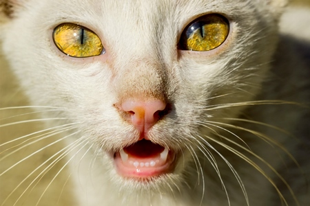 Close up of face of white cat with yellow eyes