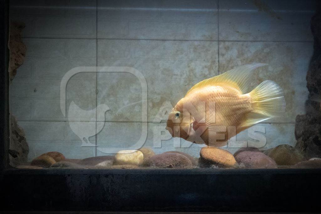 Fish kept in barren aquarium tank at Dolphin aquarium mini zoo in Mumbai, India, 2019