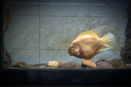 Fish kept in barren aquarium tank at Dolphin aquarium mini zoo in Mumbai, India, 2019