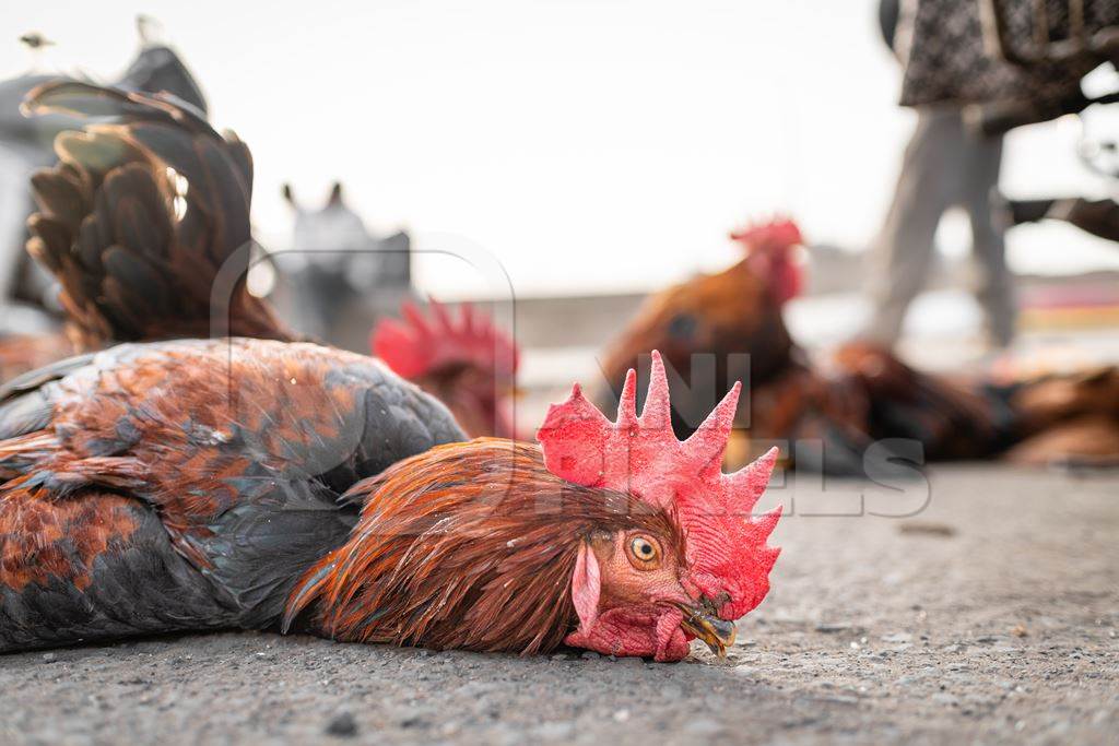 Indian chickens tied together on the pavement for sale at Wagholi bird market, Pune, Maharashtra, India, 2024