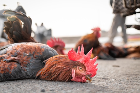 Indian chickens tied together on the pavement for sale at Wagholi bird market, Pune, Maharashtra, India, 2024