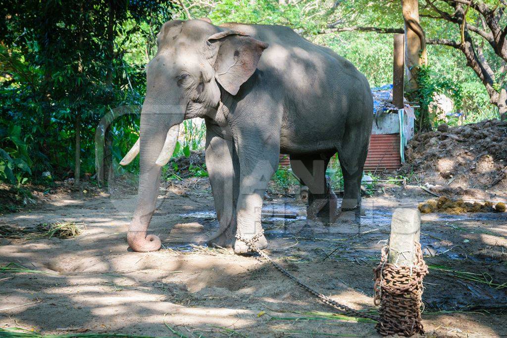 Elephant in musth chained up at Punnathur Kota elephant camp near Guruvayur temple, used for temples and religious festivals