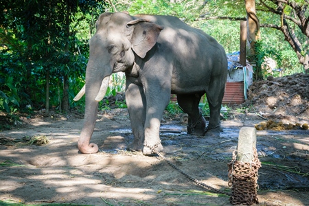 Elephant in musth chained up at Punnathur Kota elephant camp near Guruvayur temple, used for temples and religious festivals