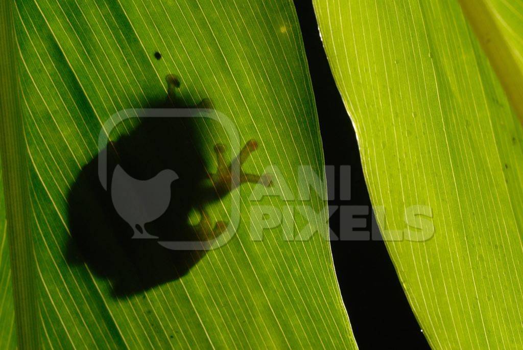 Frog sitting on leaf during monsoon