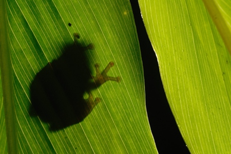 Frog sitting on leaf during monsoon