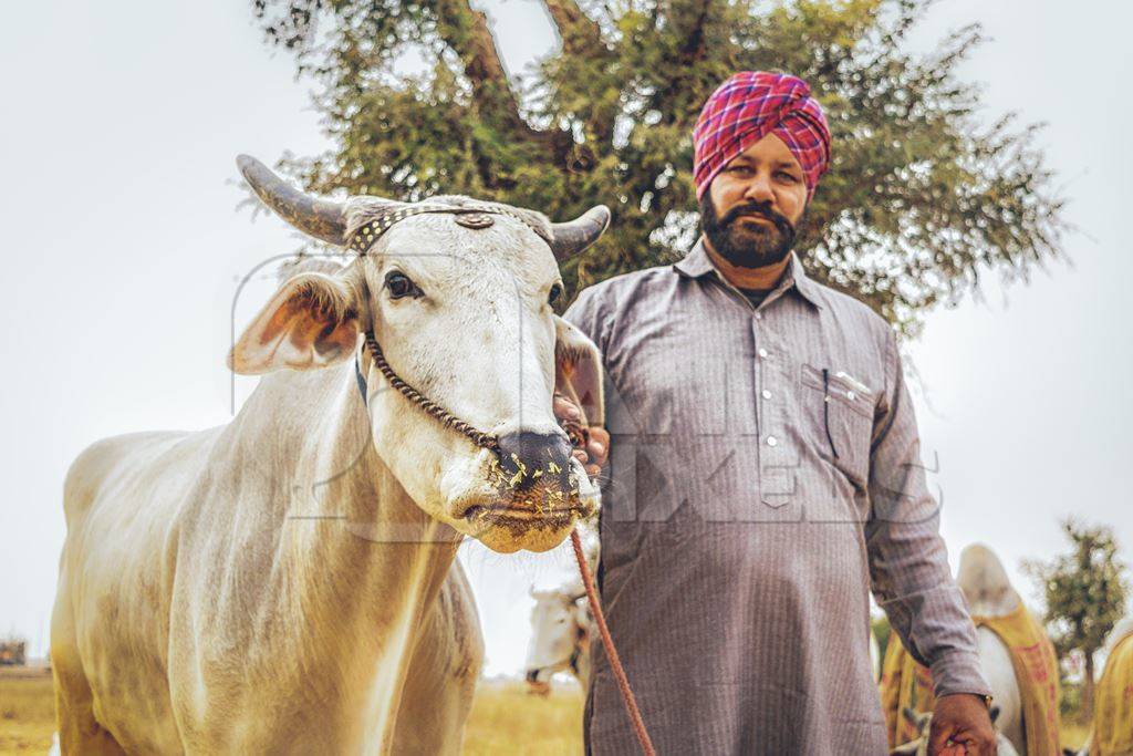 Man holding white bull with horns and a nose rope at a cattle fair in a field in Nagaur in Rajasthan